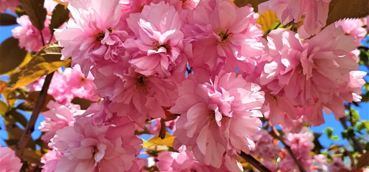 Cherryblossoming Netherlands