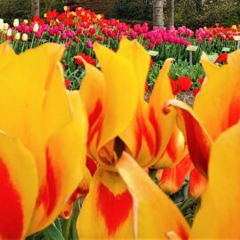 When to see tulips and more flowers in the Netherlands