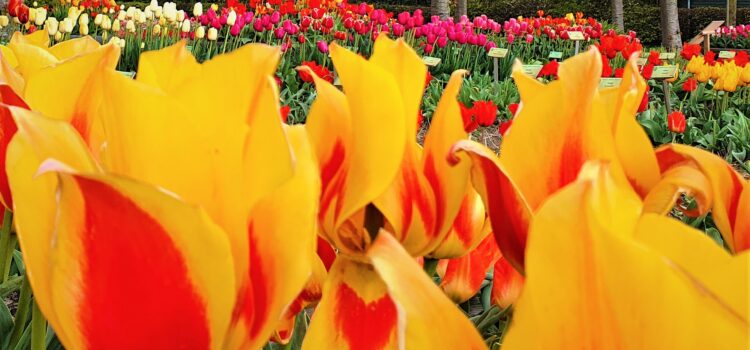 When to see tulips and more flowers in the Netherlands