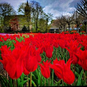 tulips Netherlands