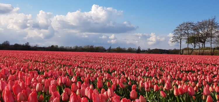 Spring Runs in the Netherlands – April